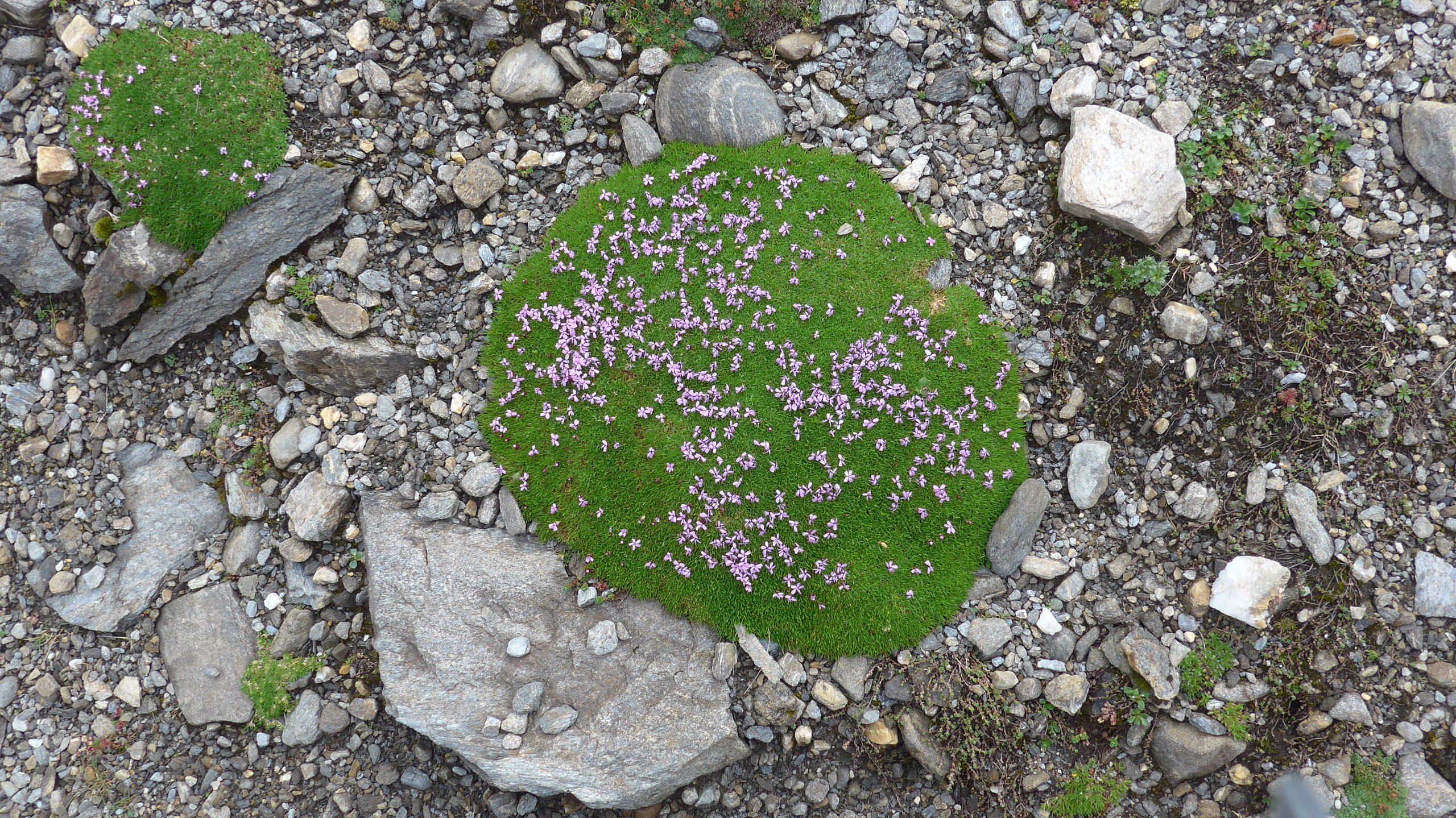 natürlicher Steingarten am Wegesrand